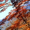空と紅葉と