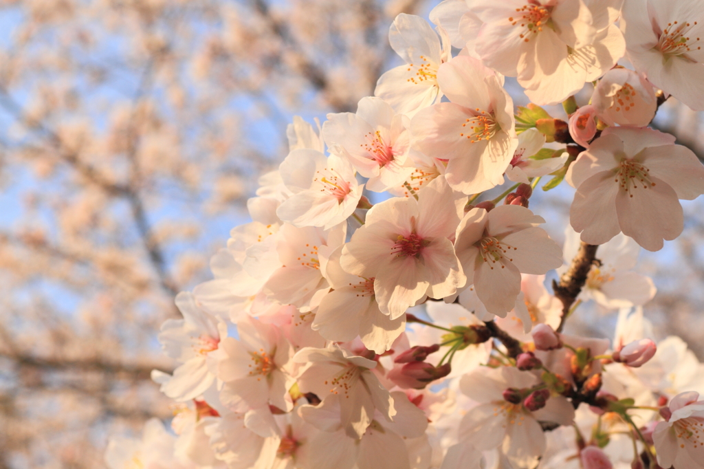 桜