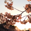 夕日に染まる
