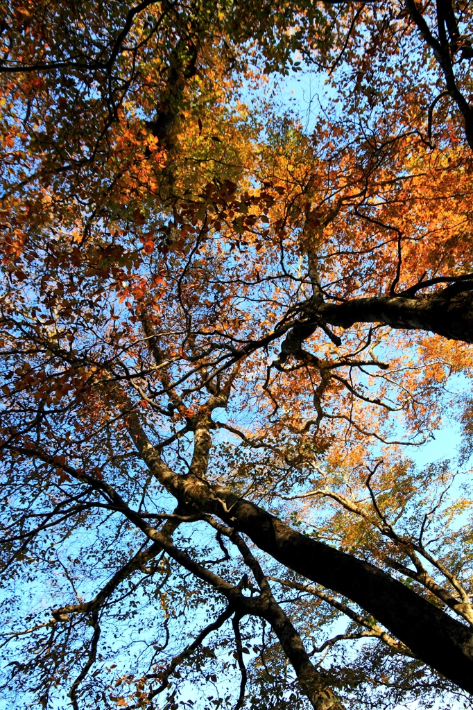 頭上の紅葉