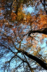 頭上の紅葉
