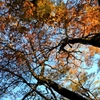 頭上の紅葉