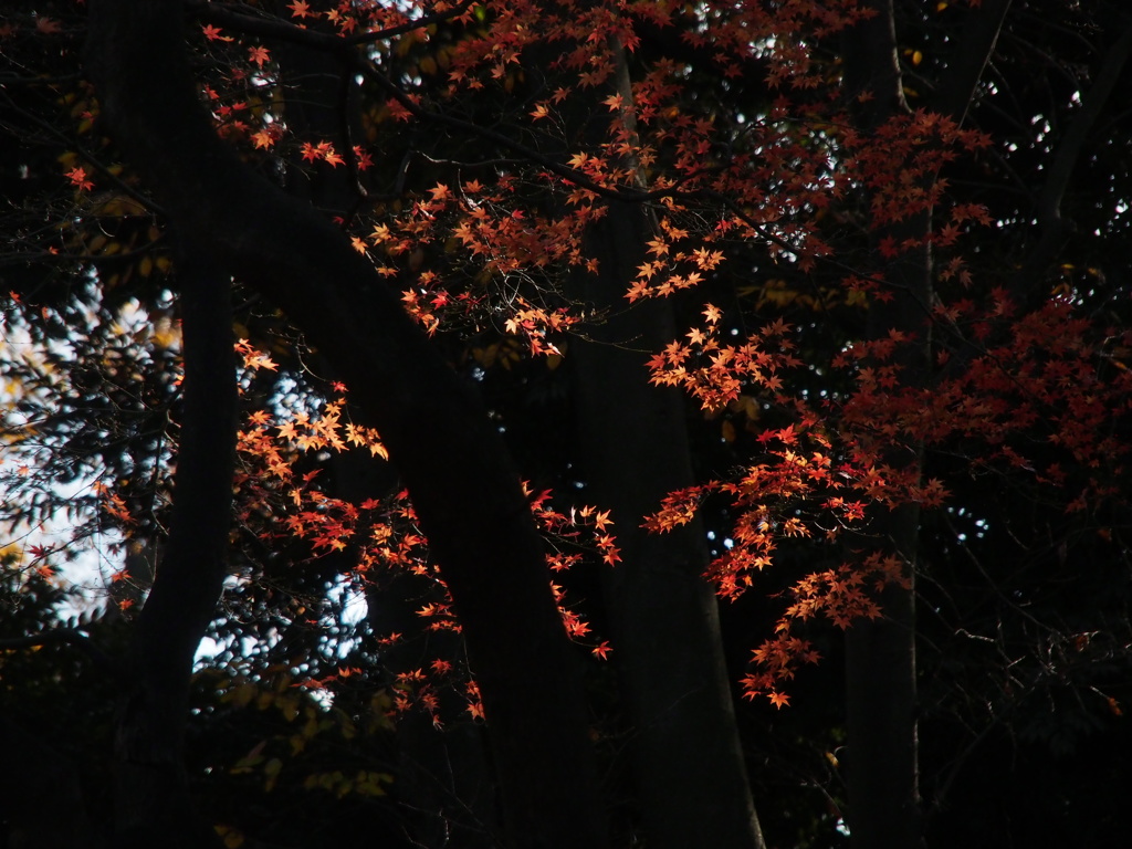 秋の公園にて