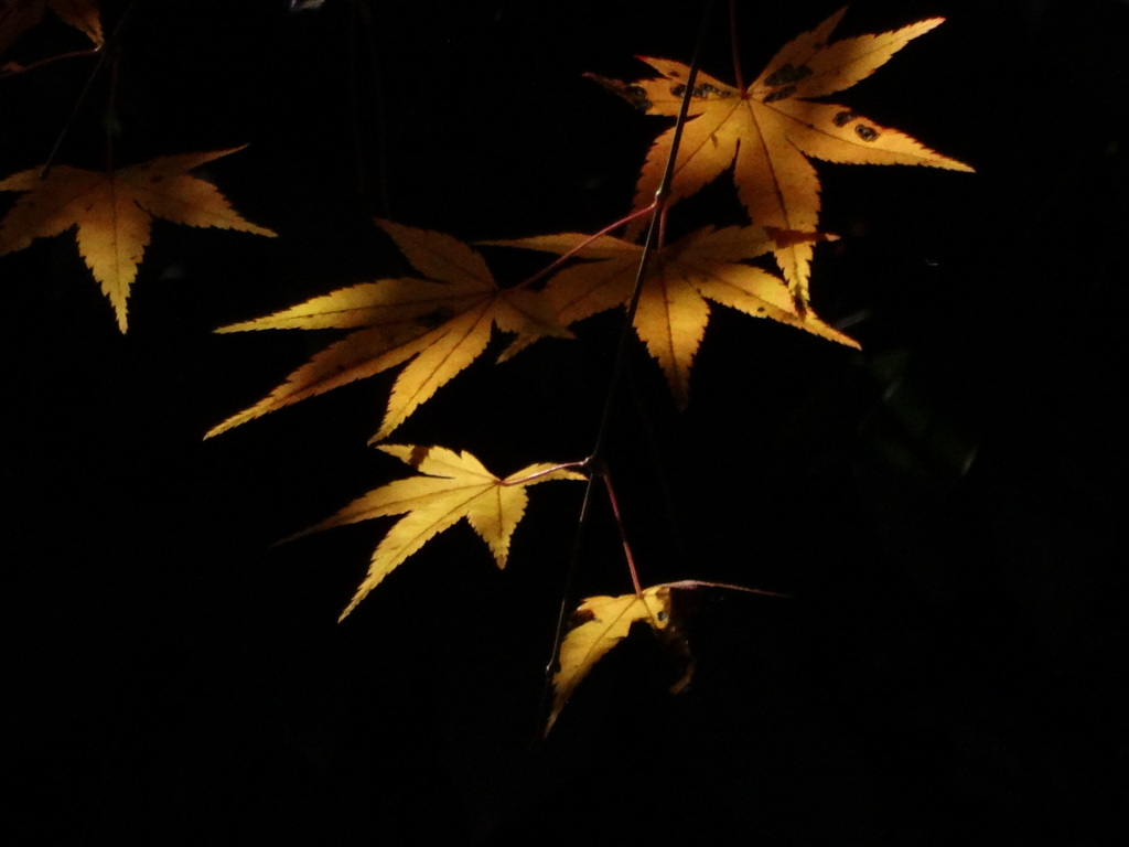 DSC00424