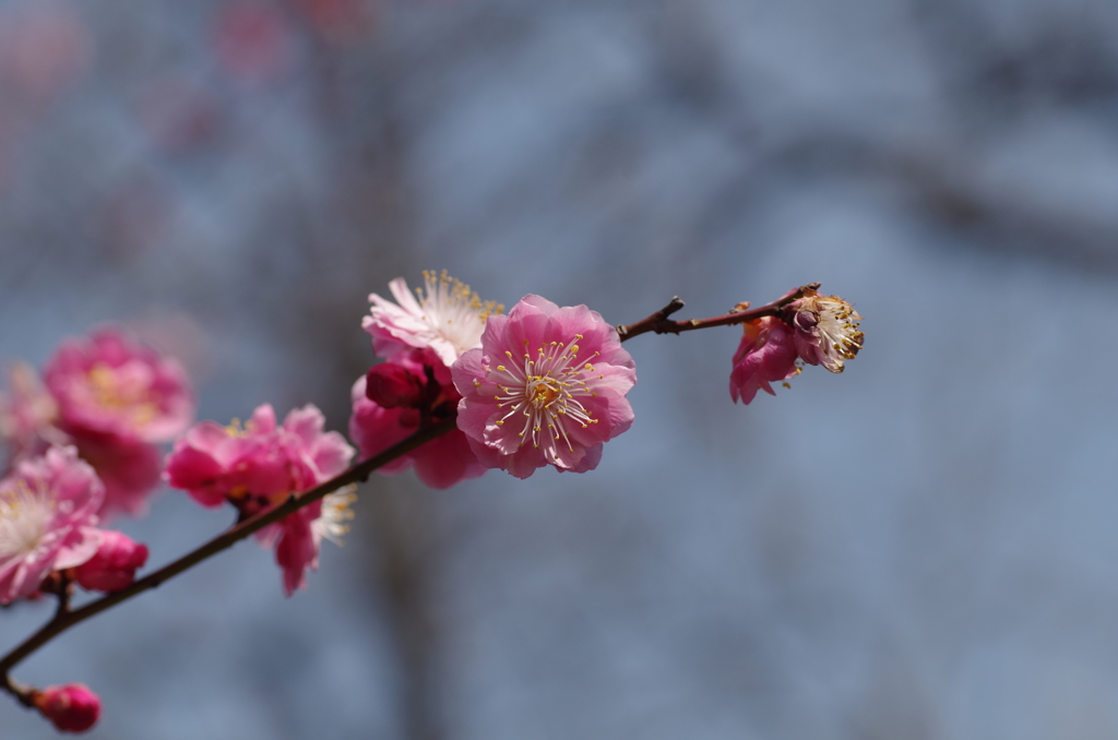 IMGP3375