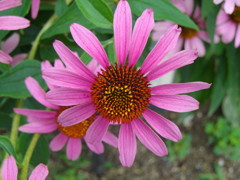 IMGP0953
