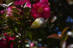 IMGP2677