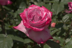 IMGP4746