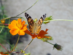 IMGP4460
