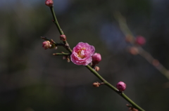 IMGP3306