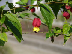 IMGP3787