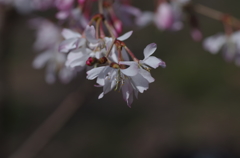 IMGP3223