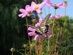 IMGP3675