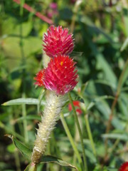 IMGP3744