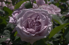 IMGP4824
