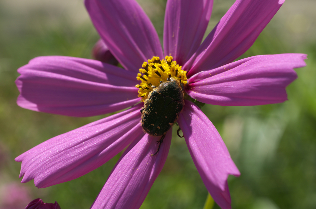 IMGP9677