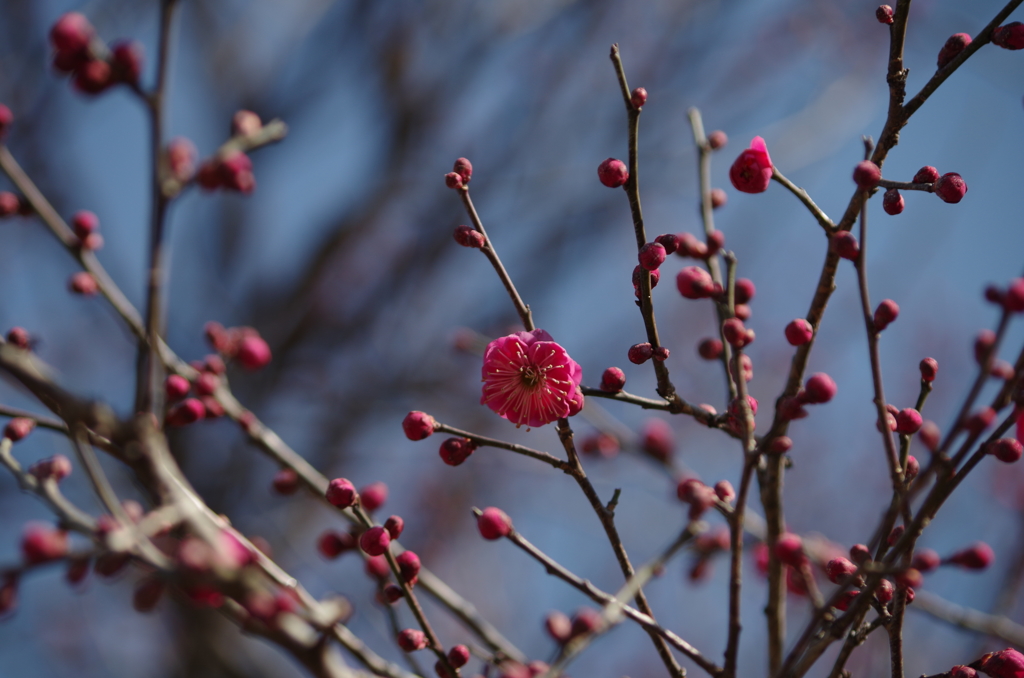 IMGP2528