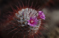 IMGP3367