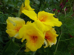IMGP3366