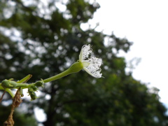 IMGP2417