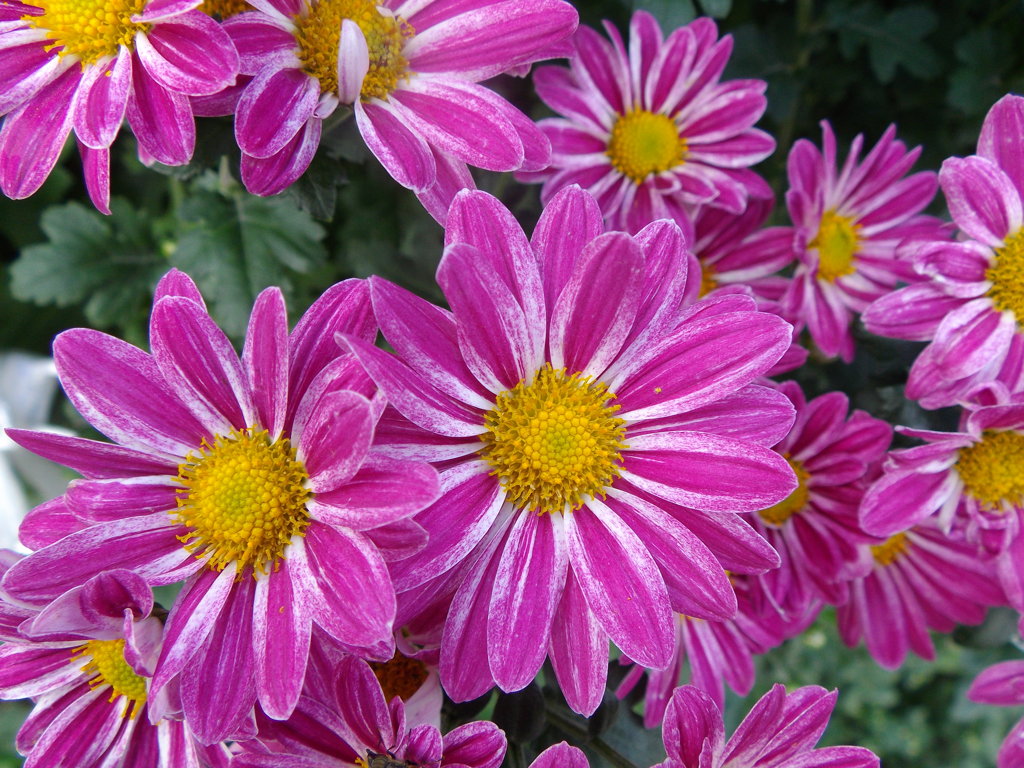IMGP4687