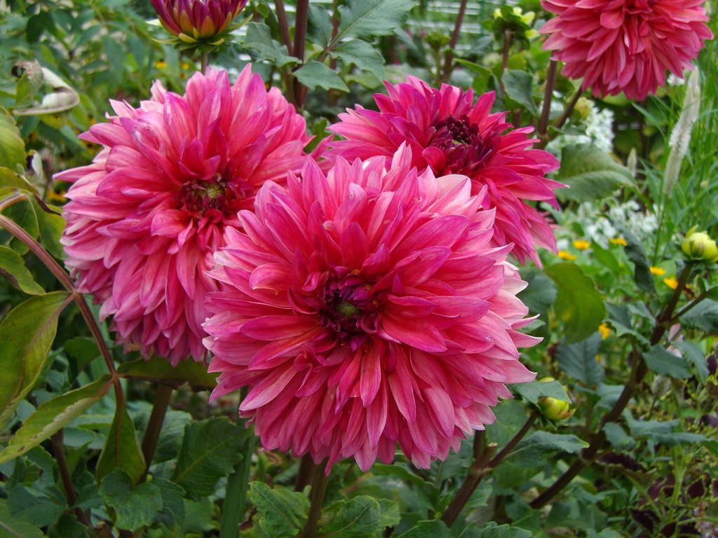 IMGP3315
