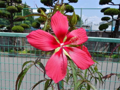 IMGP1274