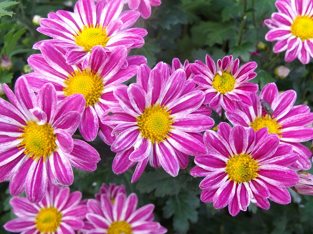IMGP4677