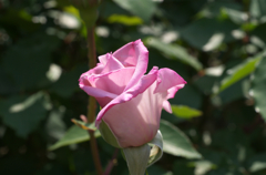 IMGP4554