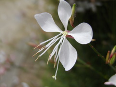 IMGP4149