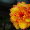 薔薇4