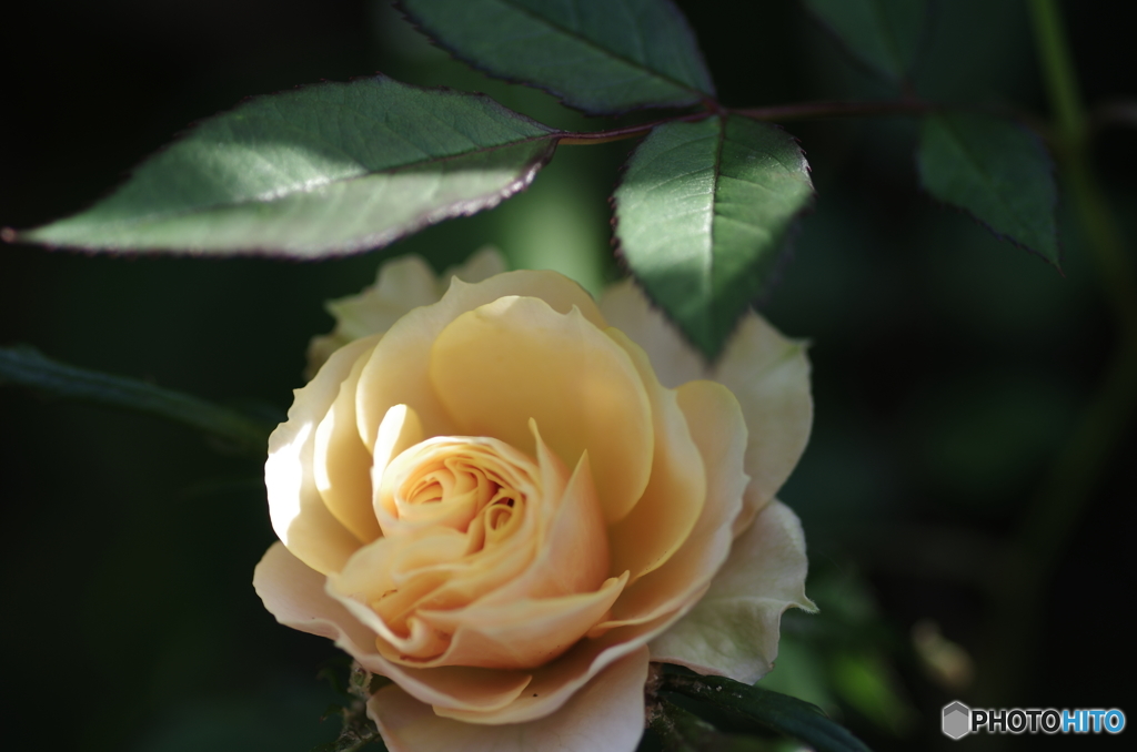 黄色な薔薇