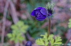 芽吹き