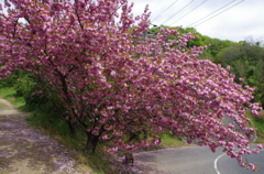 八重桜3