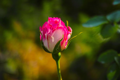 ばーらが咲いたバーラが咲いた真っ赤でない薔薇が・・。