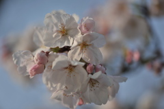 春本番