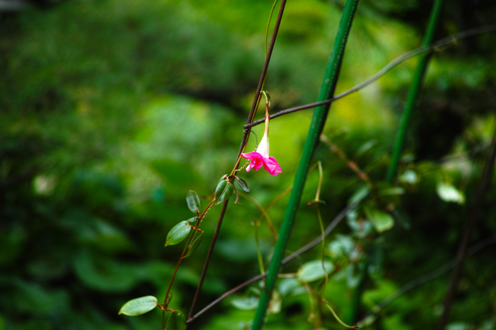 一つ目の花