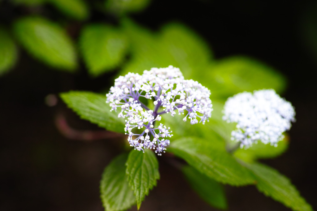 SDIM0540