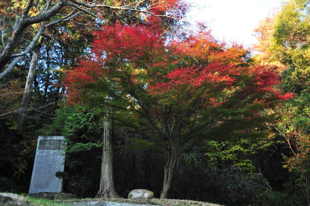 紅葉　紅