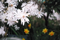 こぶしも満開です