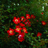 SDIM0570