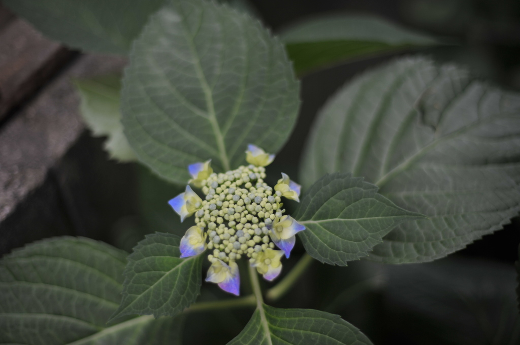 額紫陽花　ブルー