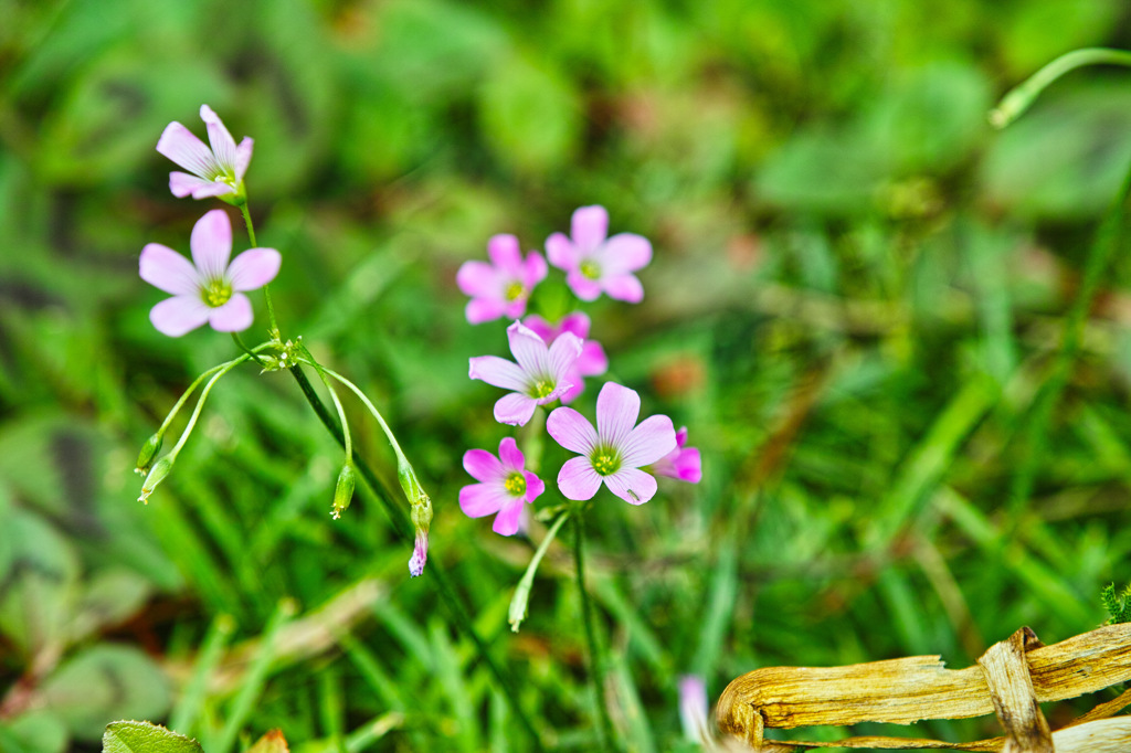 小さくても存在感