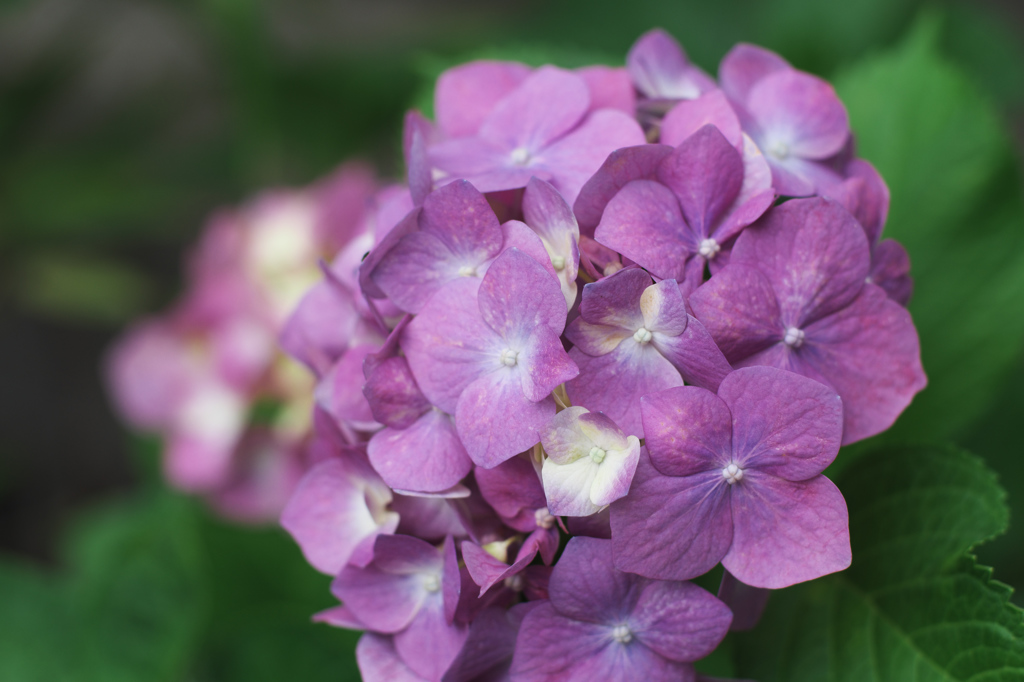 あじさい　撮り比べ　ノクトン　F4.0
