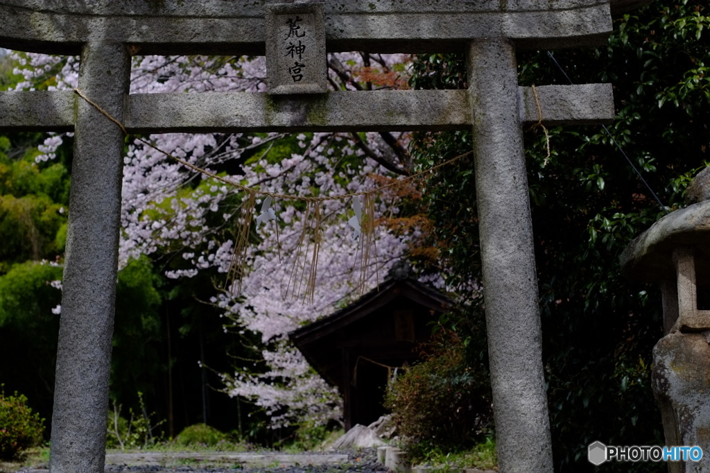荒神様の桜2