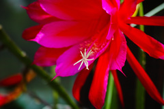 サボテンの花3