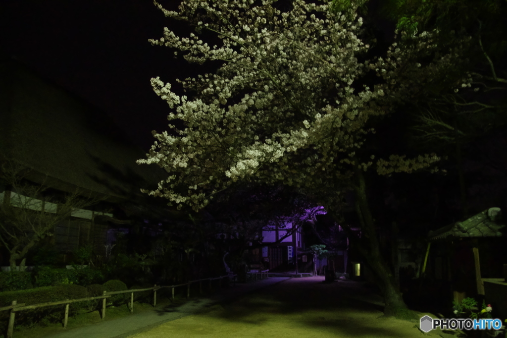 円通寺の夜桜2