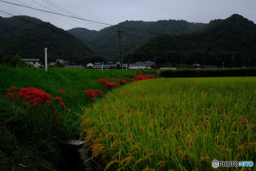 田園の秋