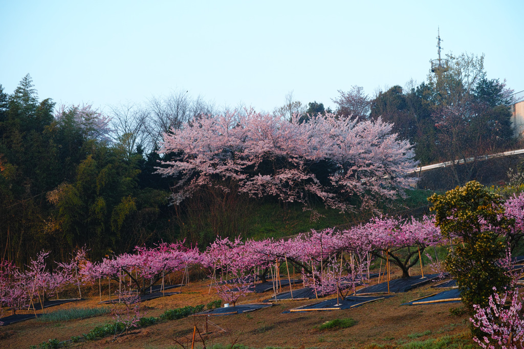 季節は桃へ