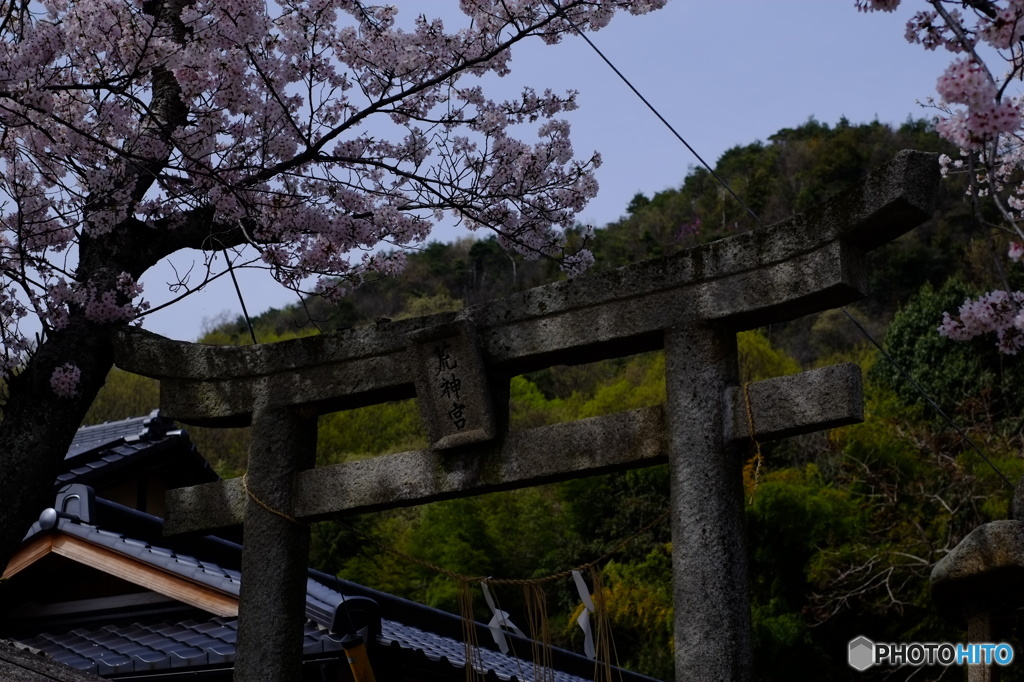 荒神様の桜